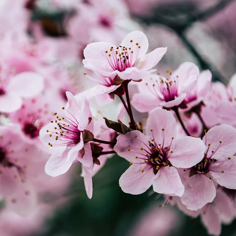 Conseils Orthodontie Drs Joly Nguyen